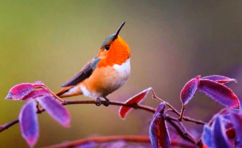 Small Songbird On Branch photo
