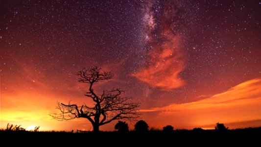 Leafless Tree At Sunset