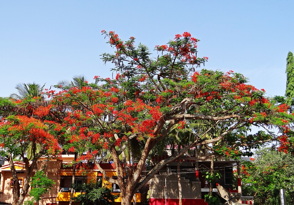 Tropical dharwad india