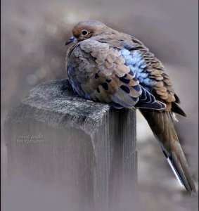 Bird On Wooden Post photo