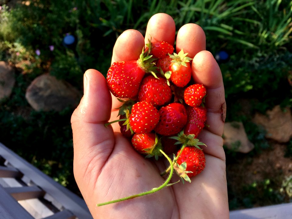 A Mega Harvest Of Tiy Strawberries