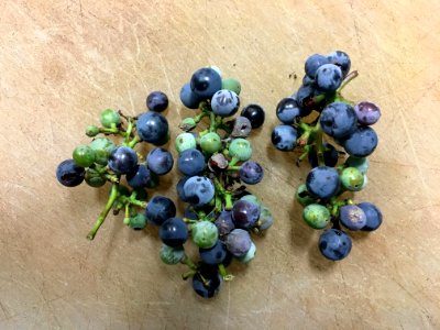 Wild Grape Harvest