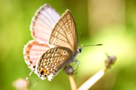 Sunshine And Wings photo