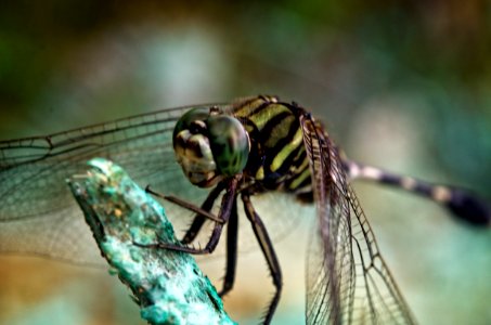 Green Marsh Hawk Or Slender Skimmer