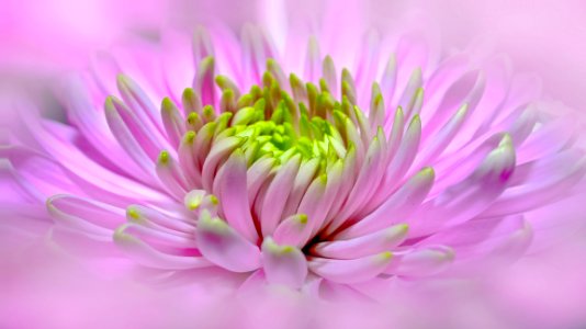 Flower Pink Close Up Petal