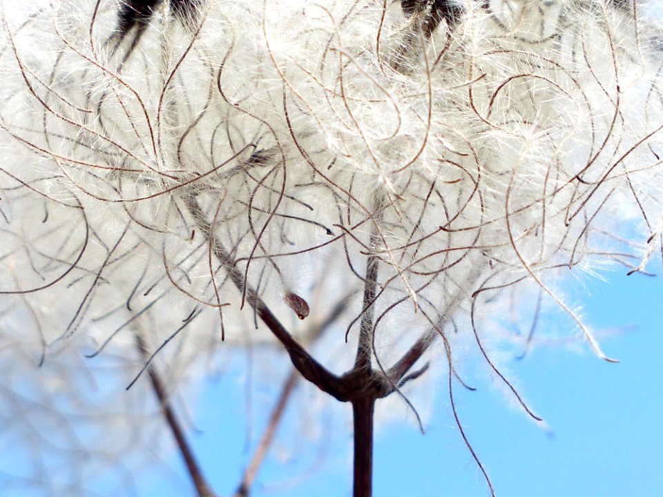 Branch Winter Tree Twig photo