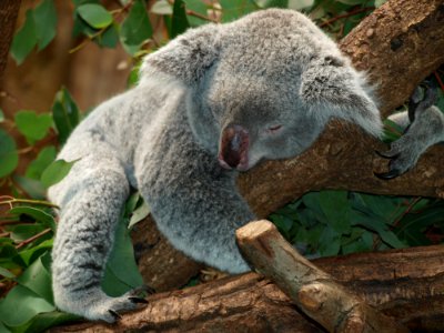 Koala Mammal Terrestrial Animal Fauna