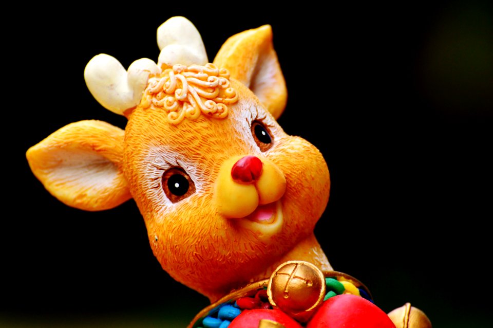 Snout Macro Photography