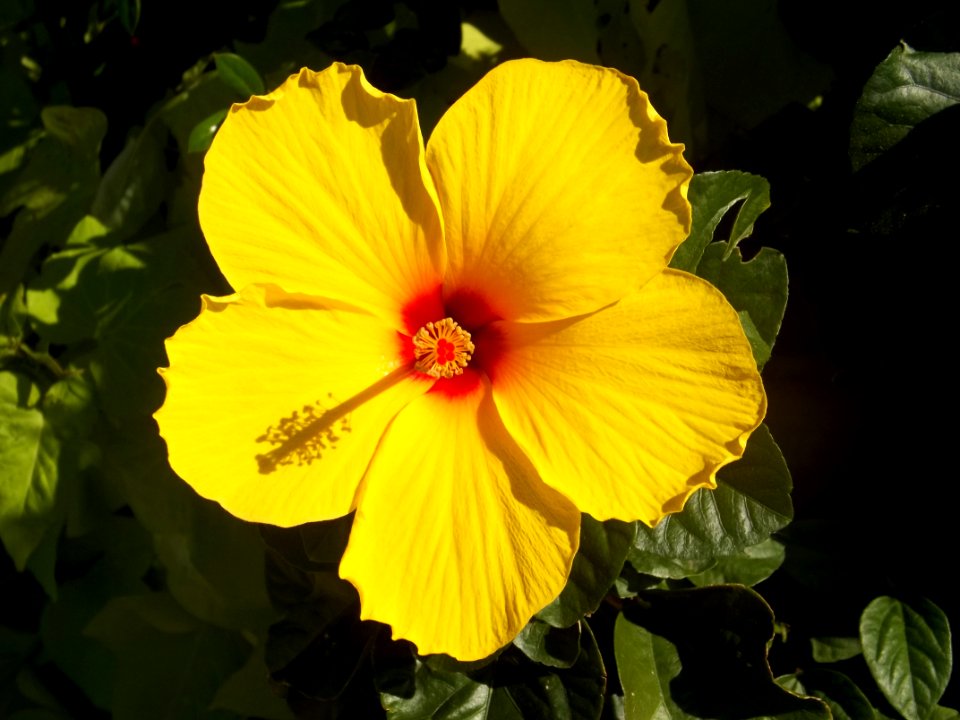 Flower Yellow Flowering Plant Plant