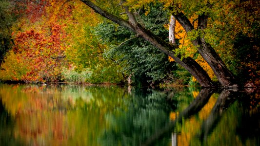 Reflection Water Nature Leaf