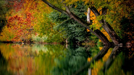 Reflection Water Nature Leaf photo