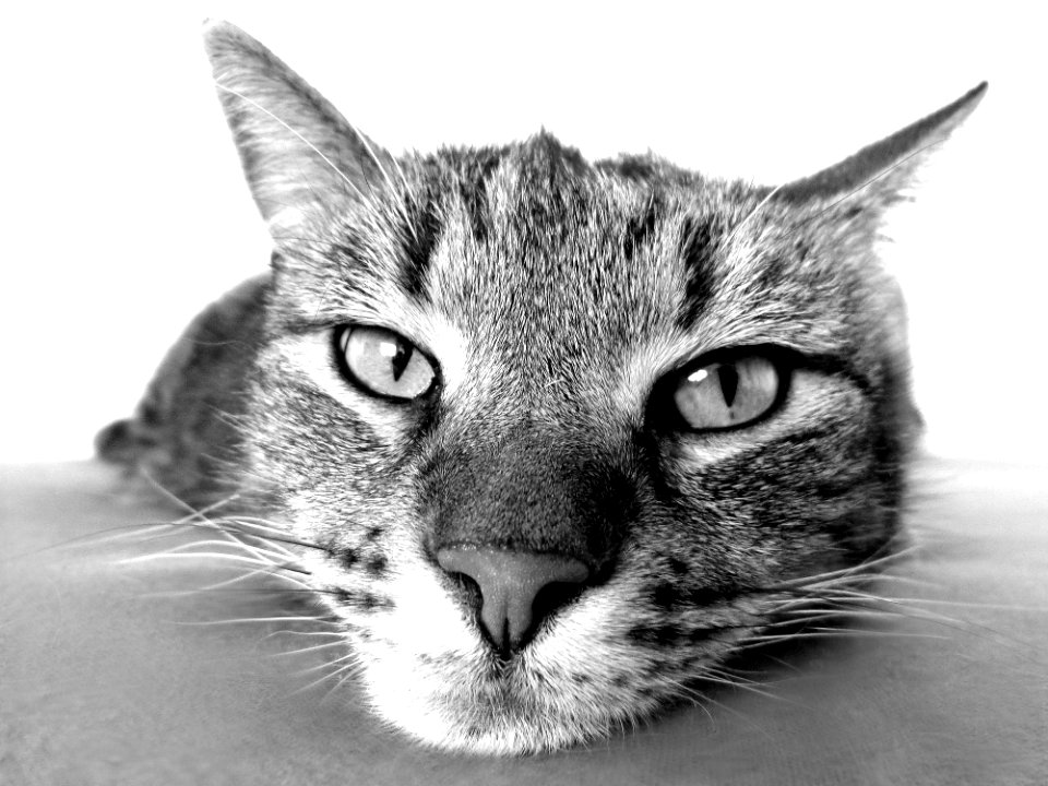 Cat Whiskers Black And White Face