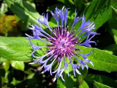 Flower Plant Flora Purple Passionflower photo