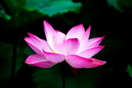 Flower Lotus Sacred Lotus Plant