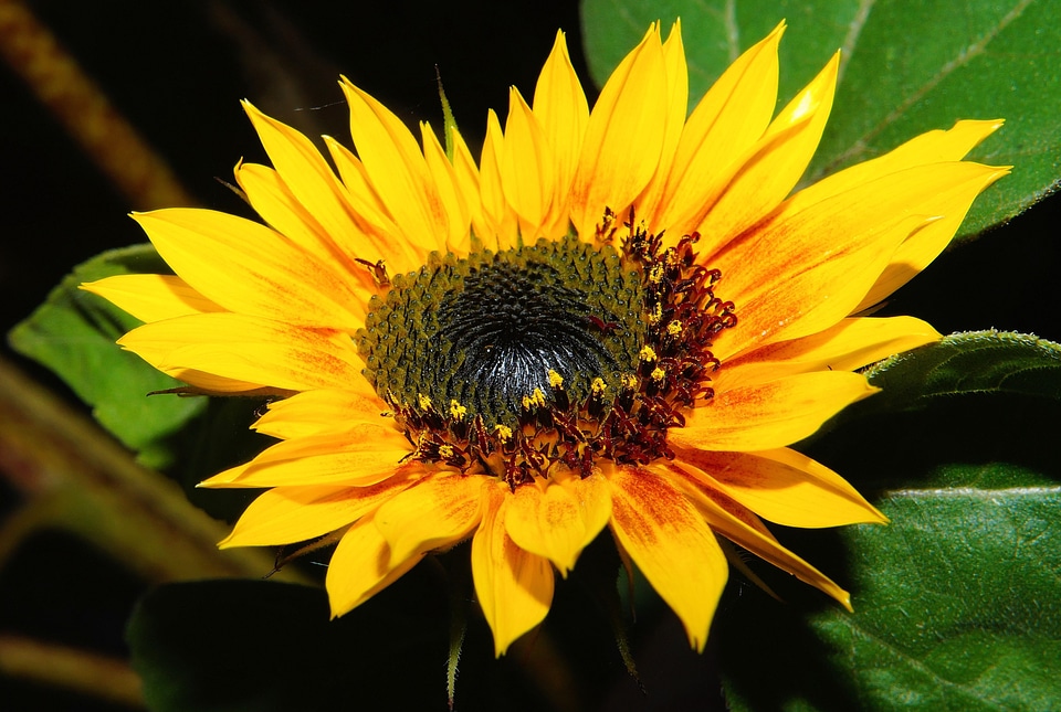 Yellow summer close up