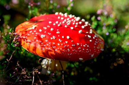 Fungus Agaric Mushroom Medicinal Mushroom photo