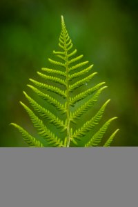 Plant Leaf Vegetation Fern photo