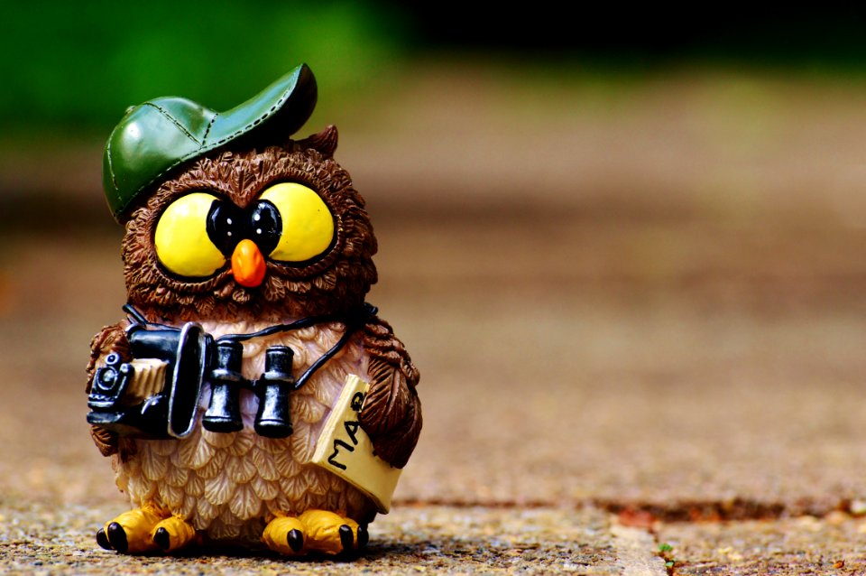 Owl Bird Beak Bird Of Prey