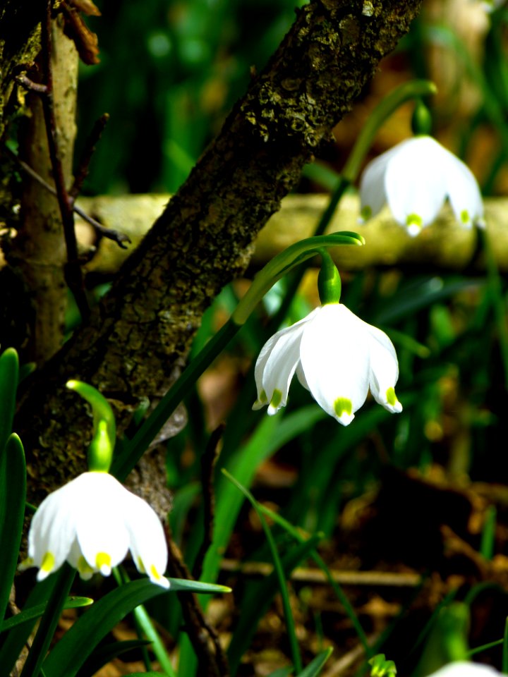 Plant Flower Flora Spring