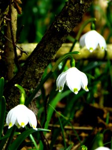 Plant Flower Flora Spring