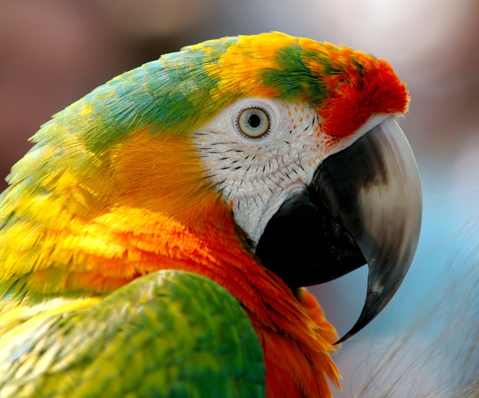 Beak Bird Parrot Fauna