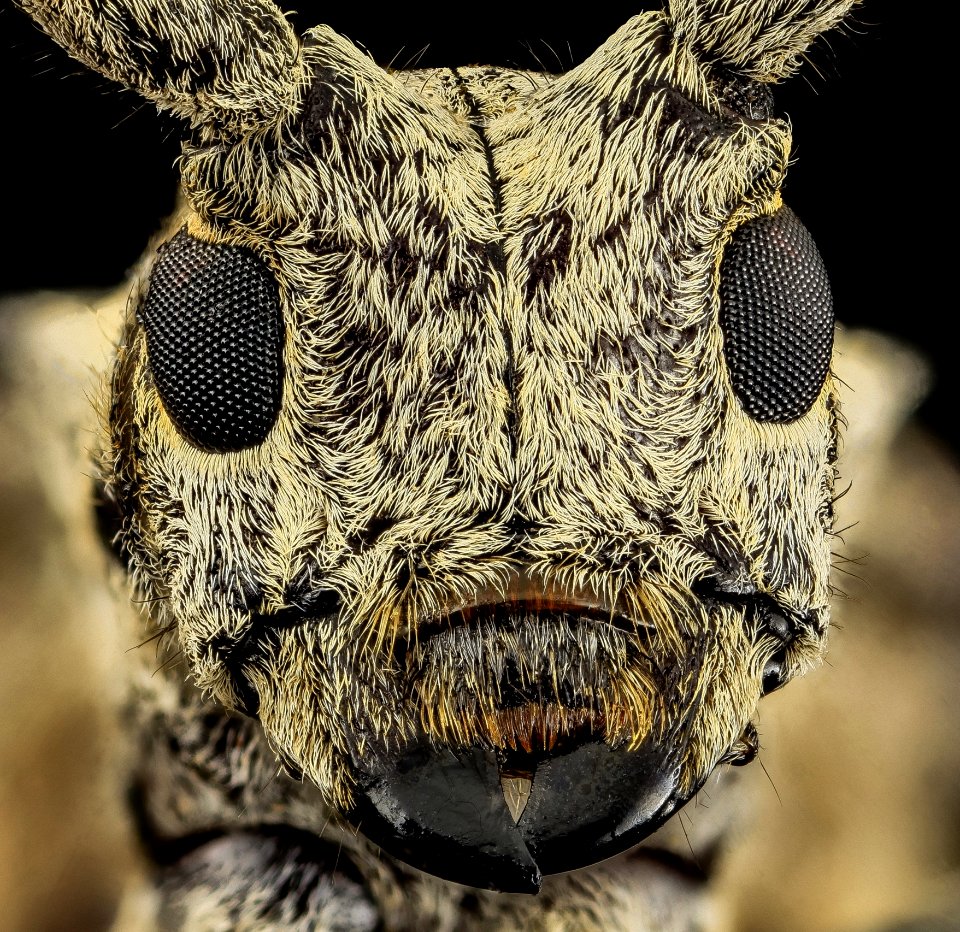 Insect Invertebrate Fauna Close Up