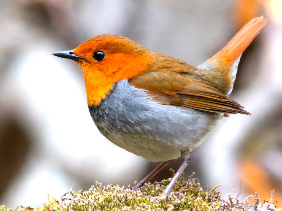 Bird European Robin Beak Fauna