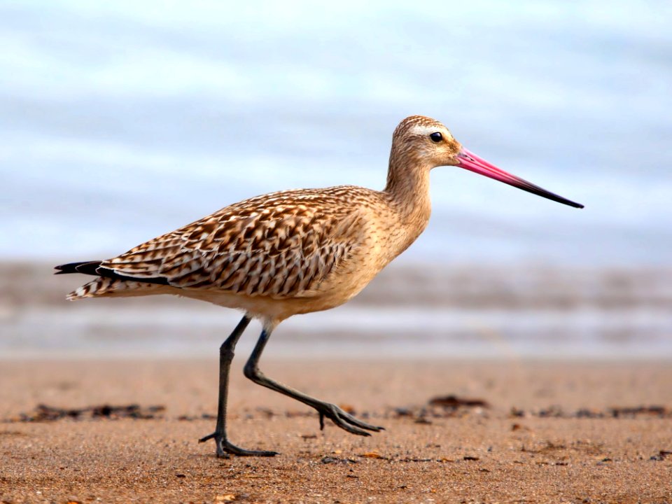 Bird Ecosystem Sandpiper Shorebird