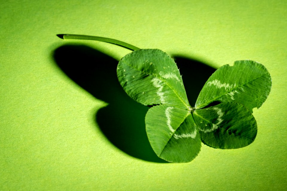 Green Leaf Water Macro Photography