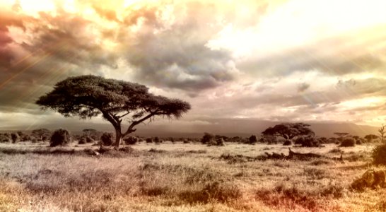 Sky Ecosystem Savanna Tree photo