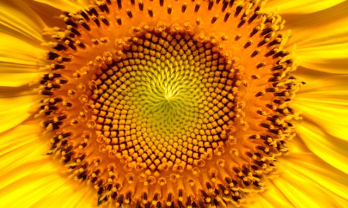 Sunflower Flower Yellow Flowering Plant