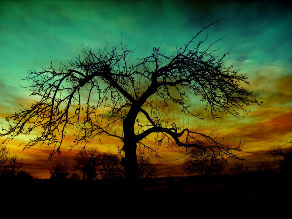 Sky Tree Nature Woody Plant