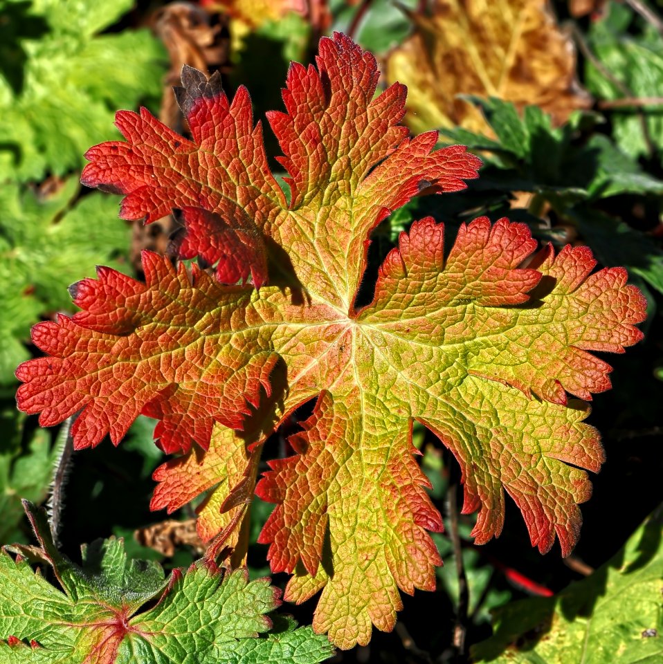 Leaf Plant Autumn Subshrub