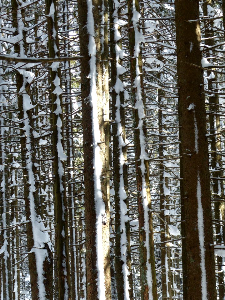 Tree Woody Plant Birch Trunk photo