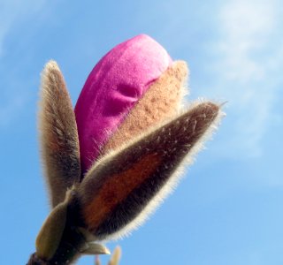 Flower Close Up Sky Plant