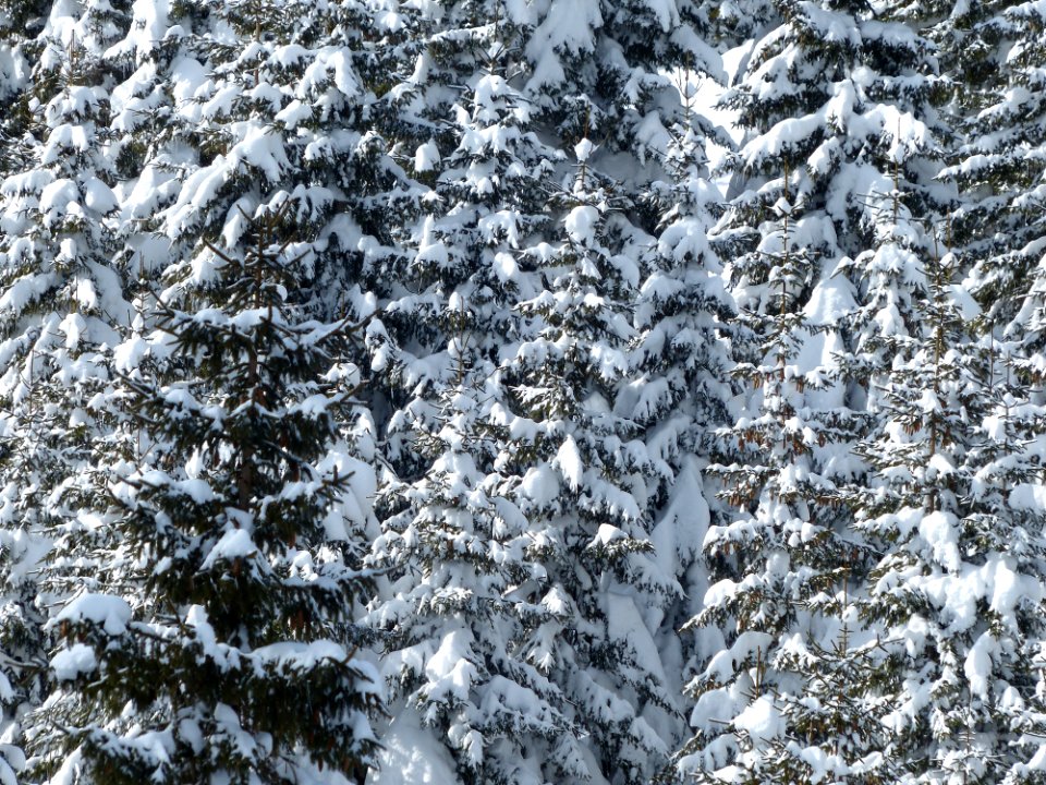 Winter Snow Tree Frost