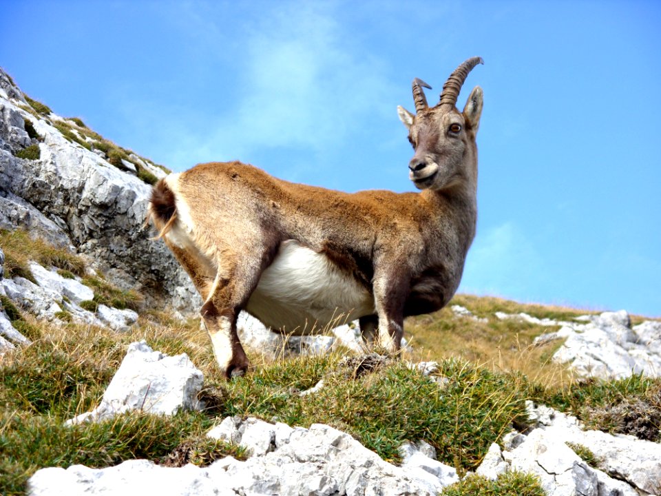 Fauna Wildlife Goats Goat Antelope