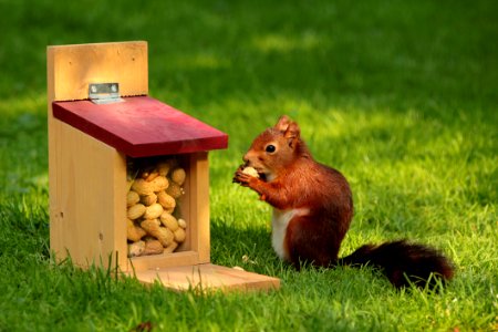 Mammal Fauna Squirrel Grass