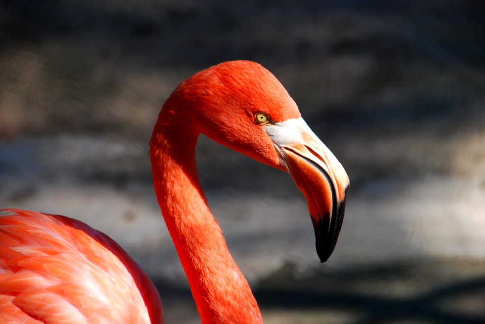 Flamingo Bird Beak Water Bird