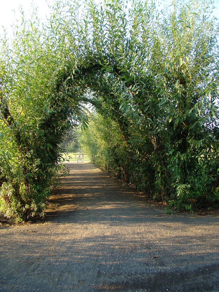 Plant tree nature