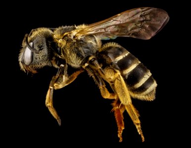Insect Honey Bee Bee Invertebrate