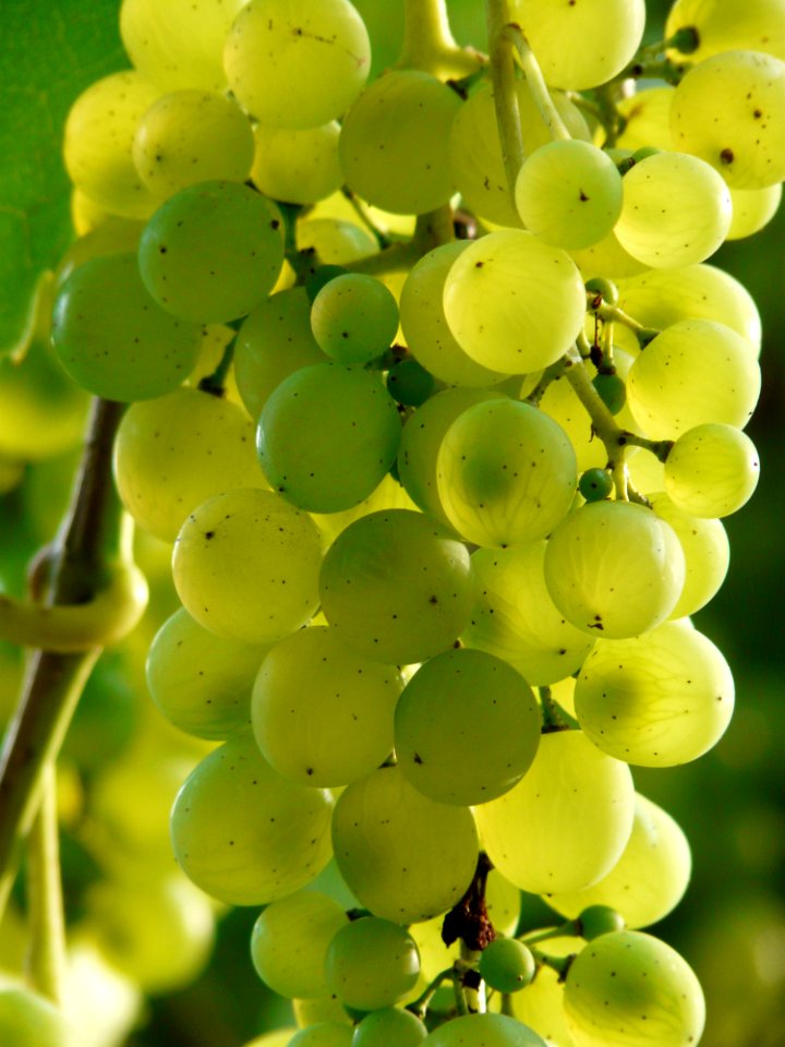 Grape Fruit Grapevine Family Seedless Fruit
