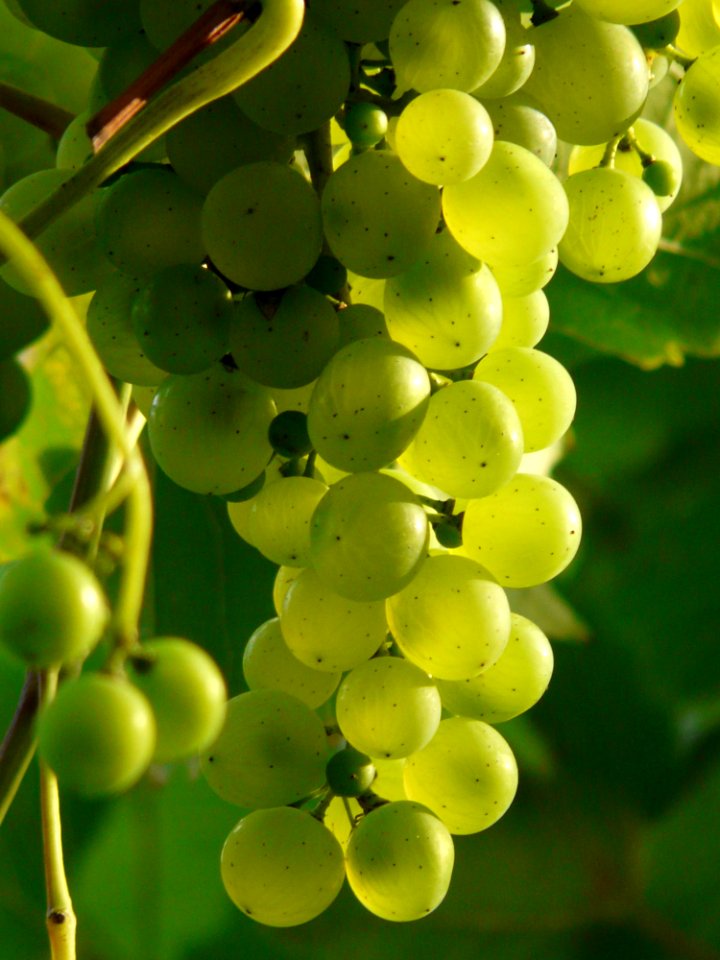 Grape Grapevine Family Fruit Seedless Fruit
