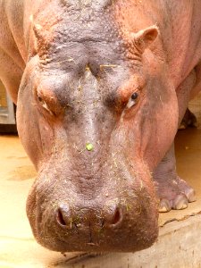 Hippopotamus Fauna Terrestrial Animal Wildlife