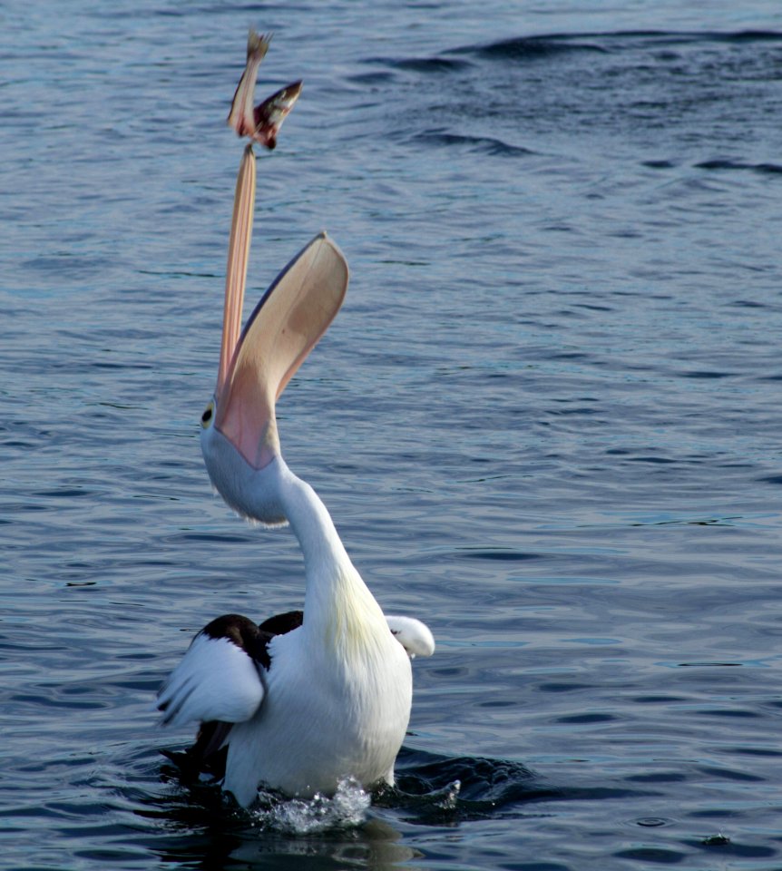 Bird Seabird Water Pelican