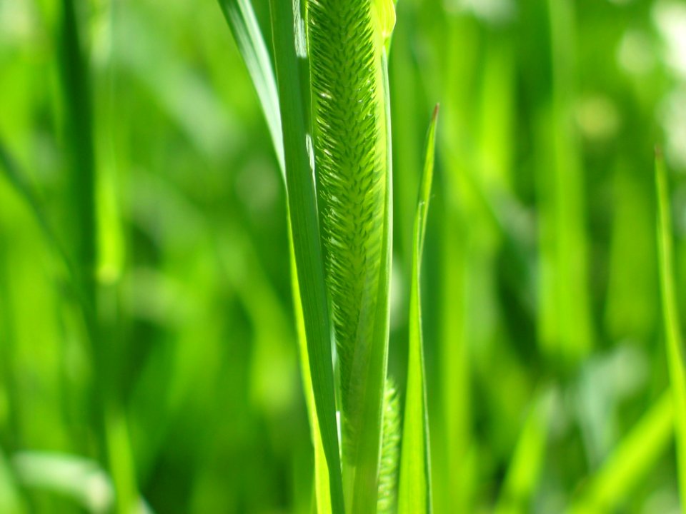 Grass Grass Family Plant Leaf photo