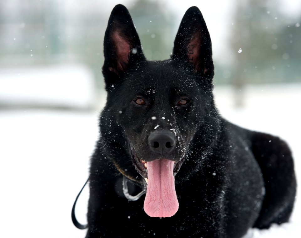 Dog Dog Like Mammal Black Dog Breed