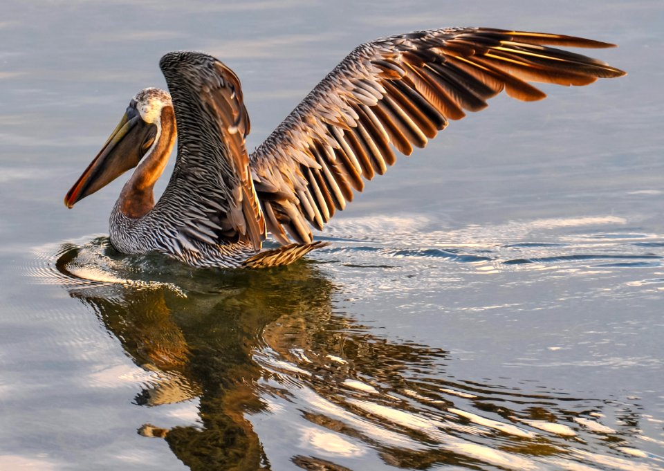 Pelican Bird Fauna Seabird