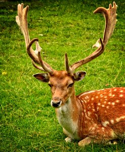 Deer Wildlife Fauna Antler