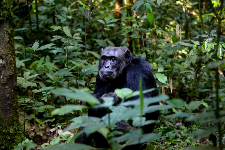 Mammal Great Ape Chimpanzee Fauna